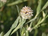 Centaurea jacea. Верхушка побега с развивающимся соцветием. Украина, г. Запорожье, восточная окраина, долина р. Мокрая Московка, левый берег, на склоне. 08.07.2017.