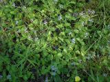 Veronica officinalis. Цветущие растения в росе. Московская обл., Талдомский р-н, зарастающая просека. 11.07.2017.