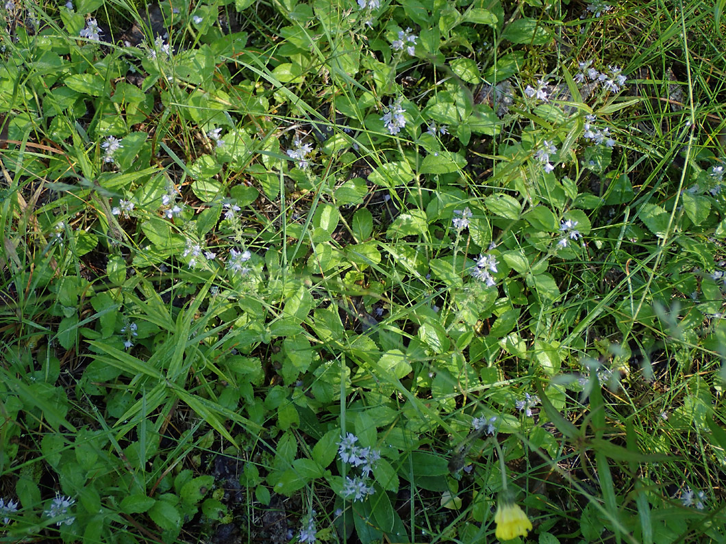 Image of Veronica officinalis specimen.