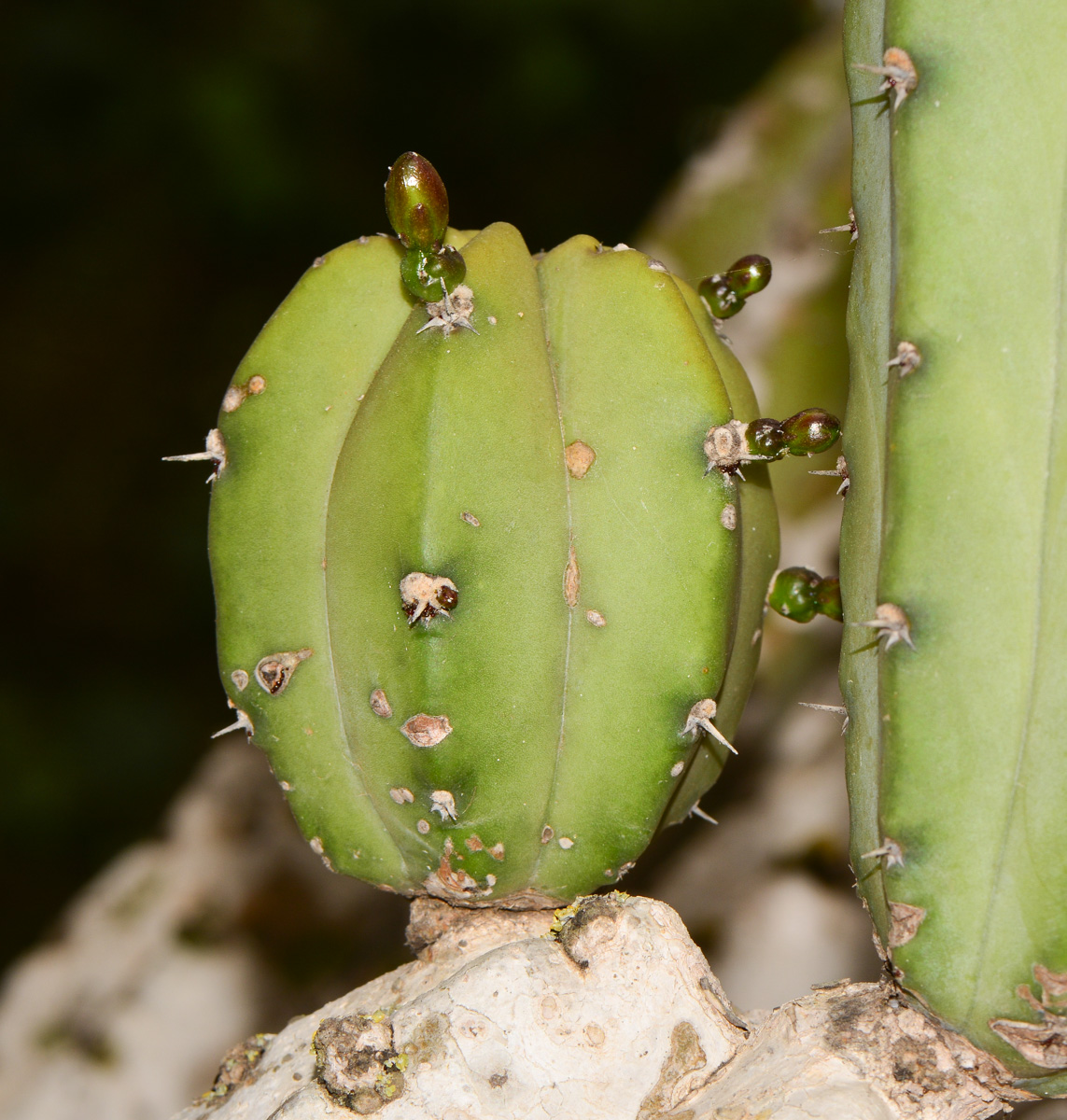 Image of Myrtillocactus geometrizans specimen.