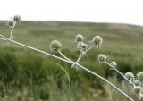 Eryngium macrocalyx