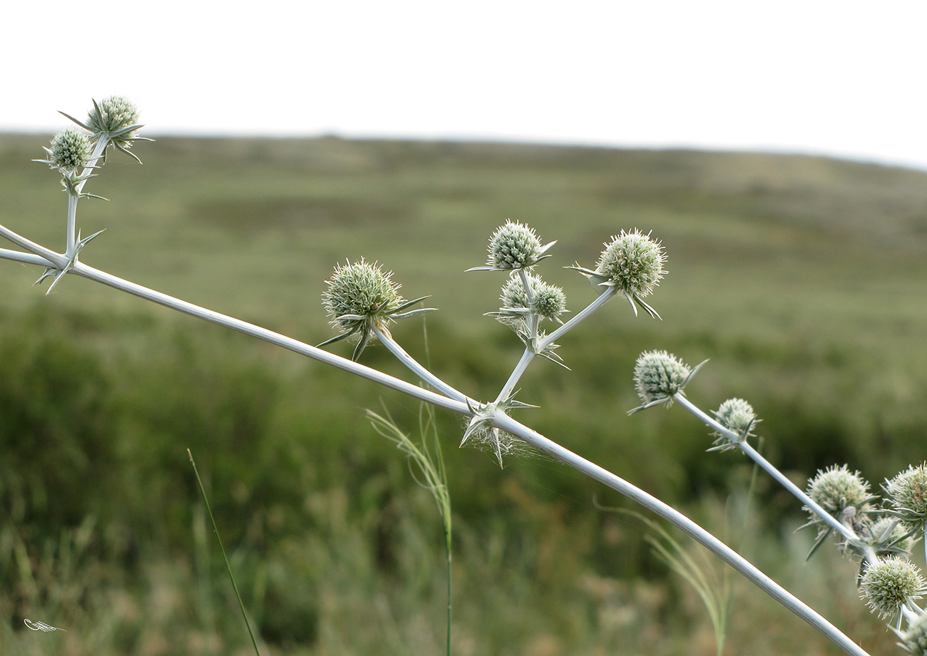 Изображение особи Eryngium macrocalyx.