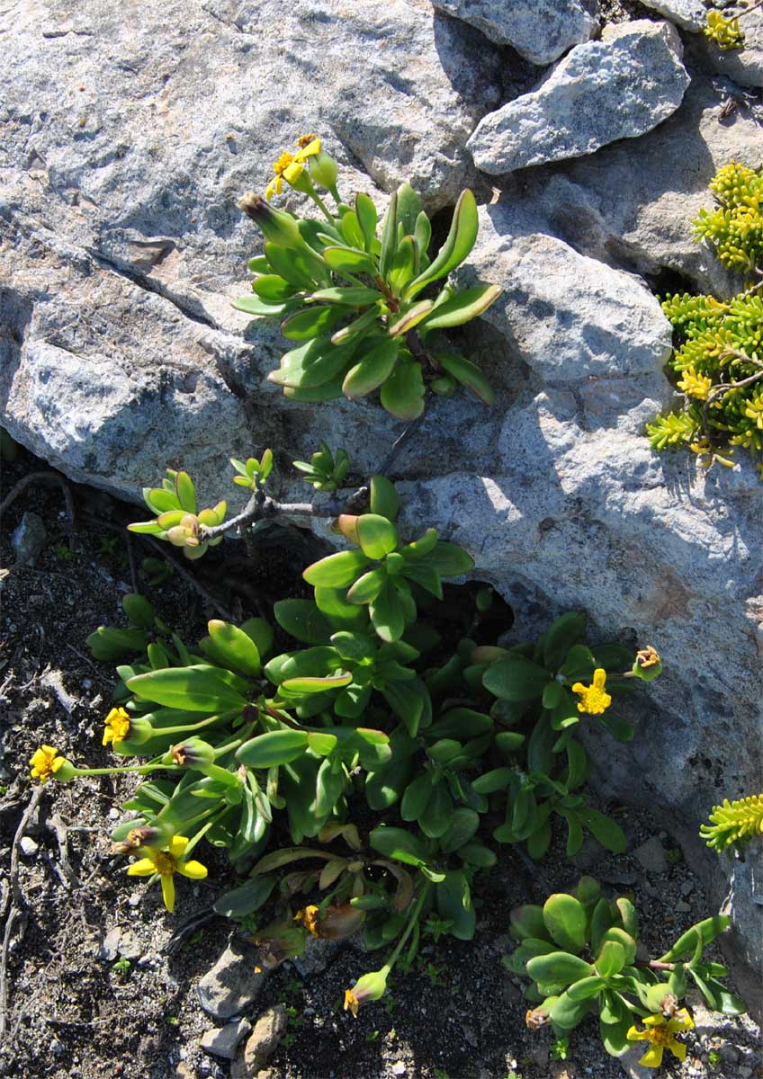Изображение особи Othonna arborescens.