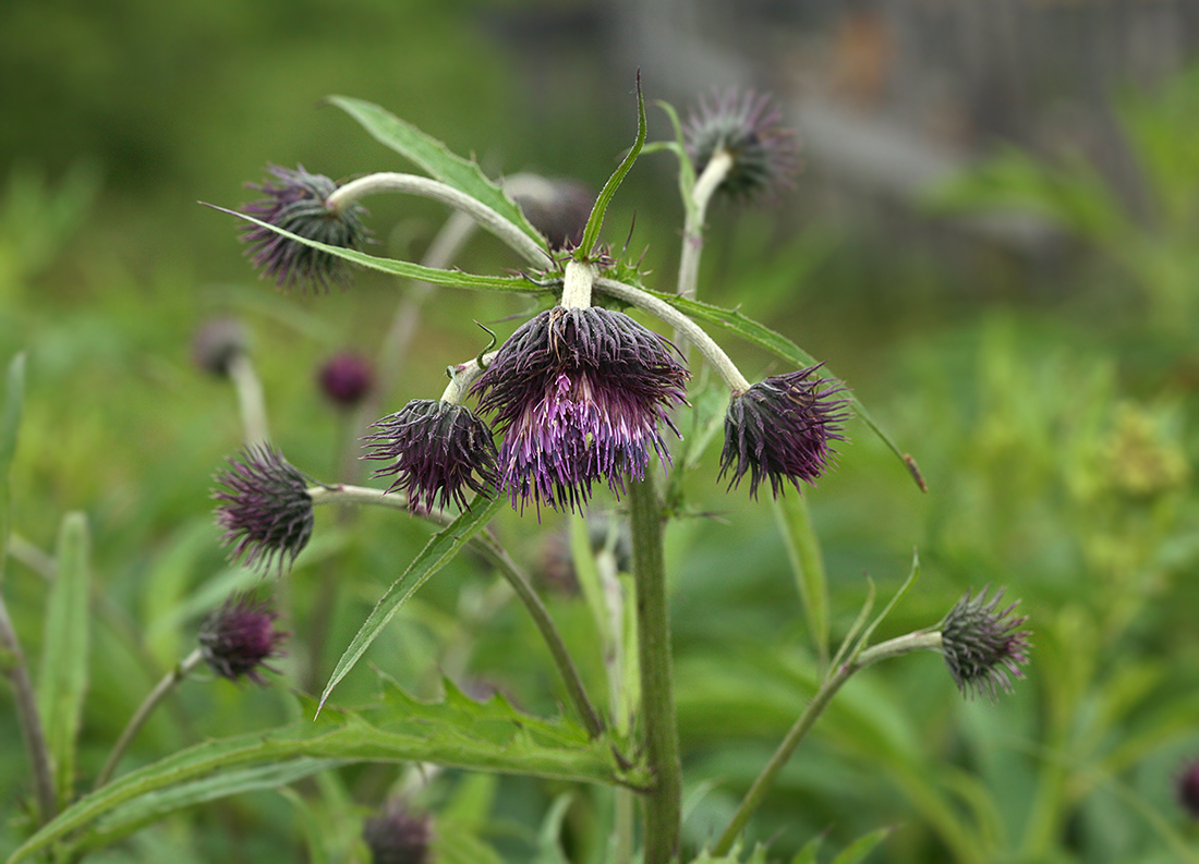 Image of Cirsium kamtschaticum specimen.