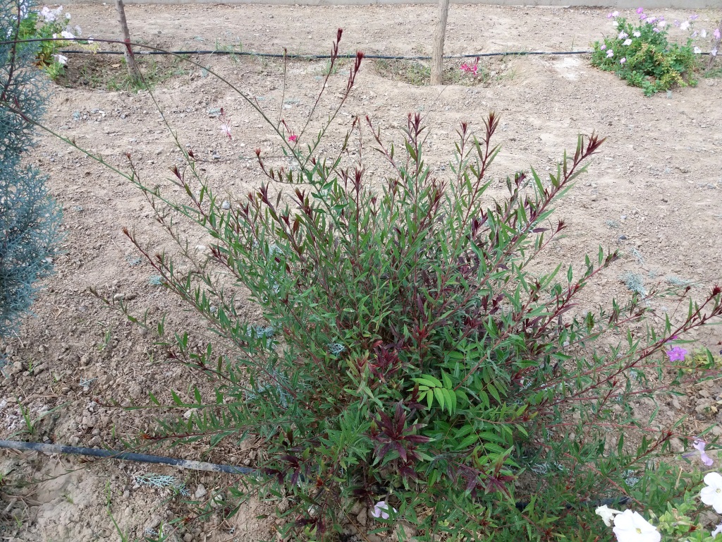 Image of Gaura lindheimeri specimen.