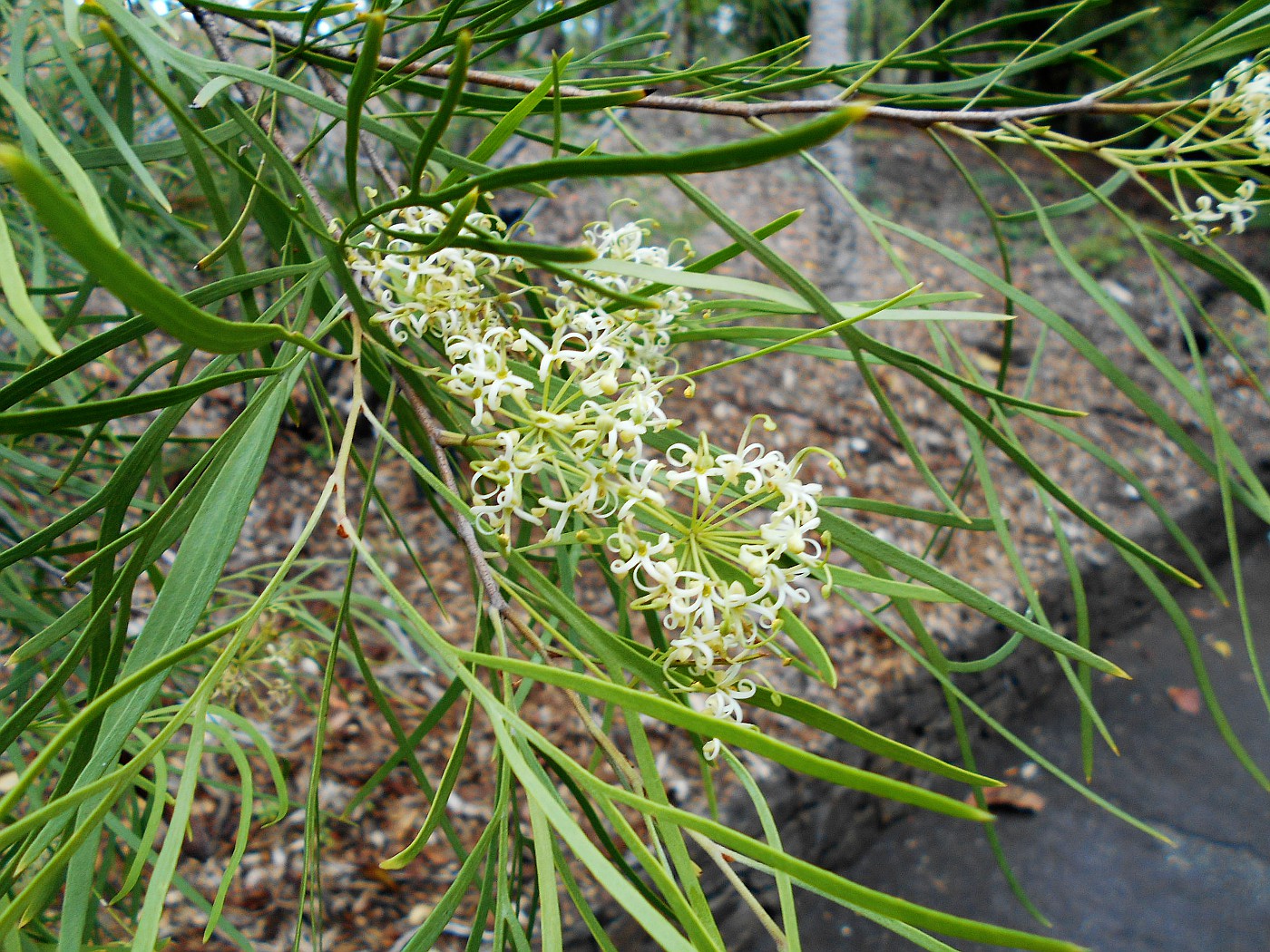 Image of Stenocarpus angustifolius specimen.