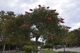 Erythrina crista-galli. Цветущее растение. Испания, автономное сообщество Каталония, г. Барселона, парк Цитадели (Parc de la Ciutadella), в культуре. 29.08.2017.