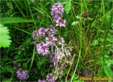 Thymus pulegioides. Верхушки побегов с соцветиями среди разнотравья. Украина, Ивано-Франковская обл., Яремчанский горсовет, Яблоницкий сельсовет, окр. с. Яблуница, горный луг. 21.06.2014.