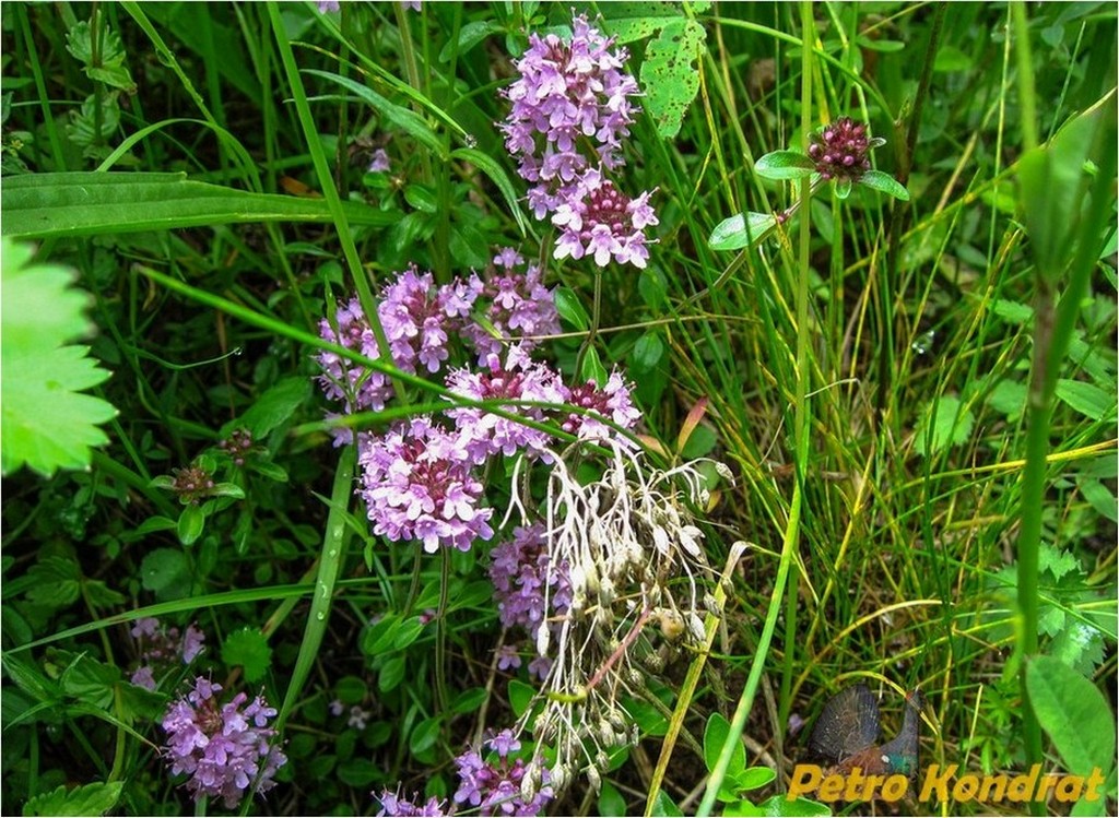 Изображение особи Thymus pulegioides.