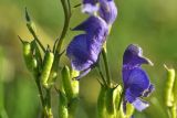 Aconitum soongaricum