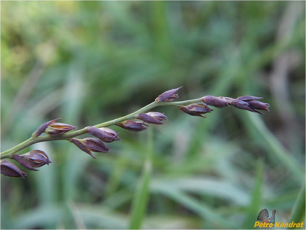 Изображение особи Linaria genistifolia.