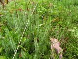 Lycopodium annotinum. Побеги со спороносными колосками. Беларусь, Гродненская обл., Новогрудский р-н, Кошелевский сельсовет, дер. Попковичи, Дендропарк Новогрудского лесхоза, заболоченный участок на окраине ельника чернично-мшистого, переходящего в ивняк. 24.11.2017.