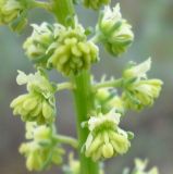Reseda lutea