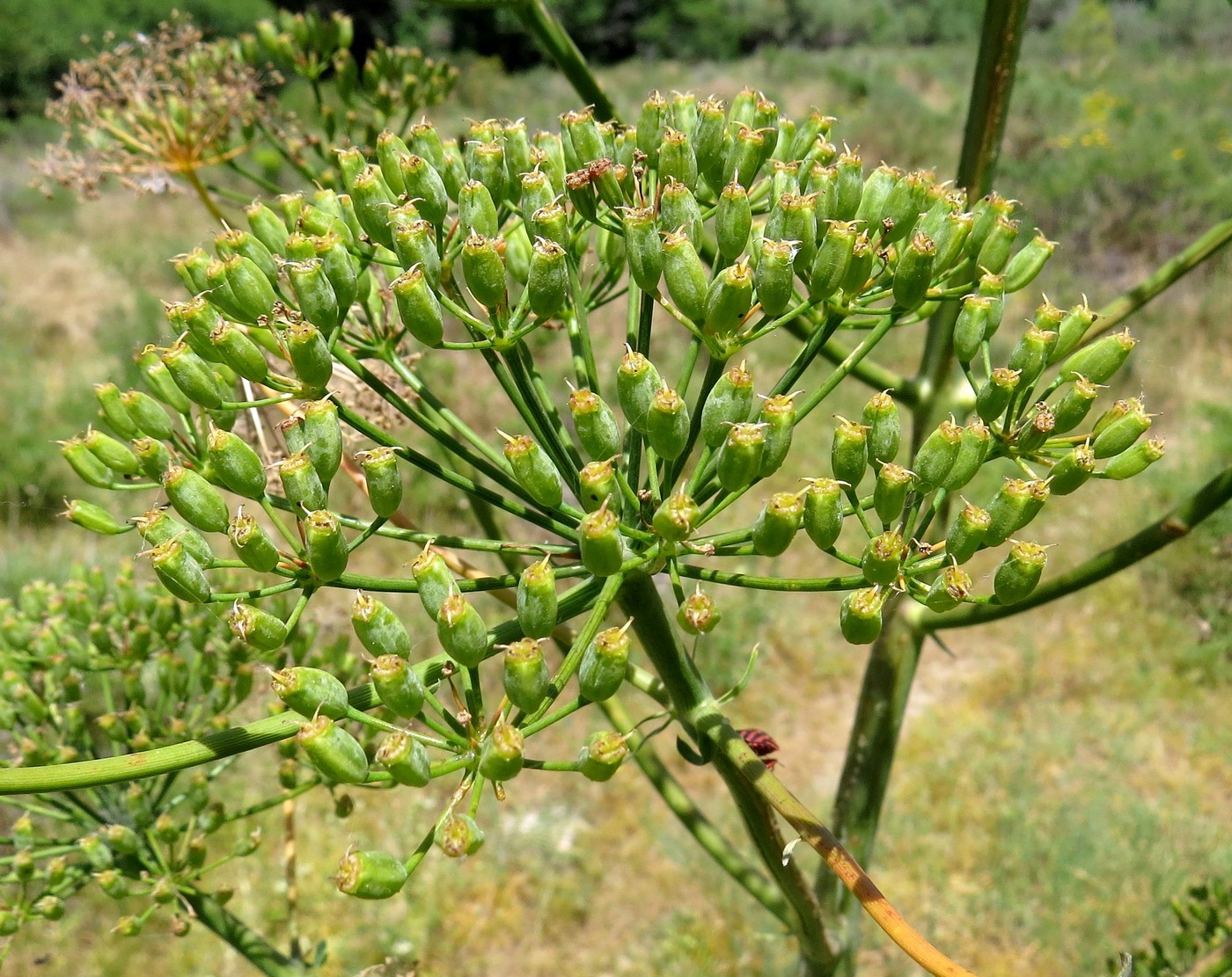 Ferula dedo meñique mano