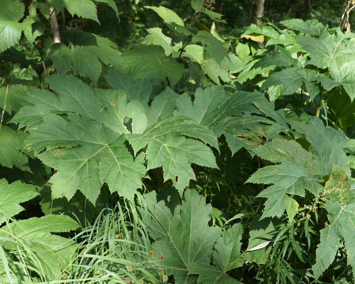 Изображение особи Heracleum lanatum.