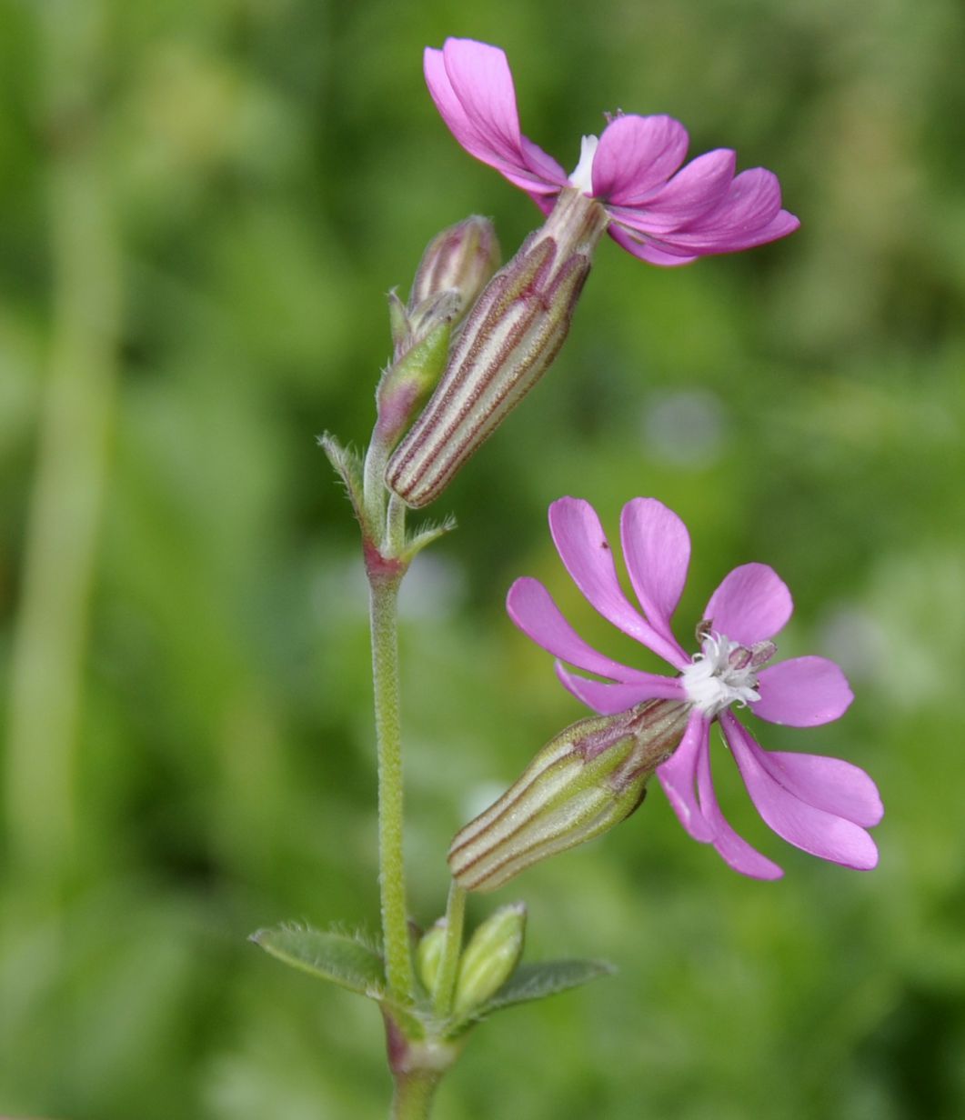 Изображение особи Silene colorata.