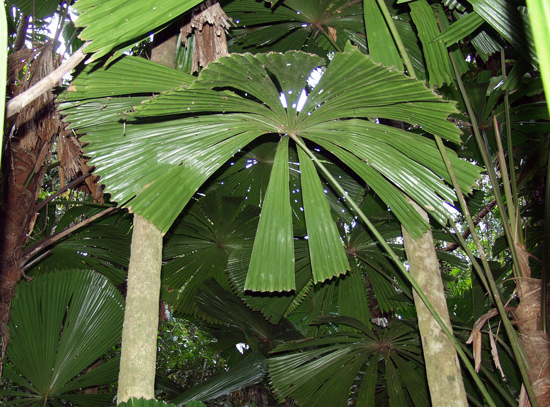 Image of Licuala ramsayi specimen.
