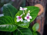 Pseuderanthemum carruthersii. Верхушка побега с соцветием. Малайзия, Куала-Лумпур, в культуре. 13.05.2017.