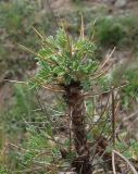 Astragalus denudatus. Побег. Северная Осетия, верхняя часть Куртатинского ущелья, окр. пос. Верхний Фиагдон. 06.05.2010.