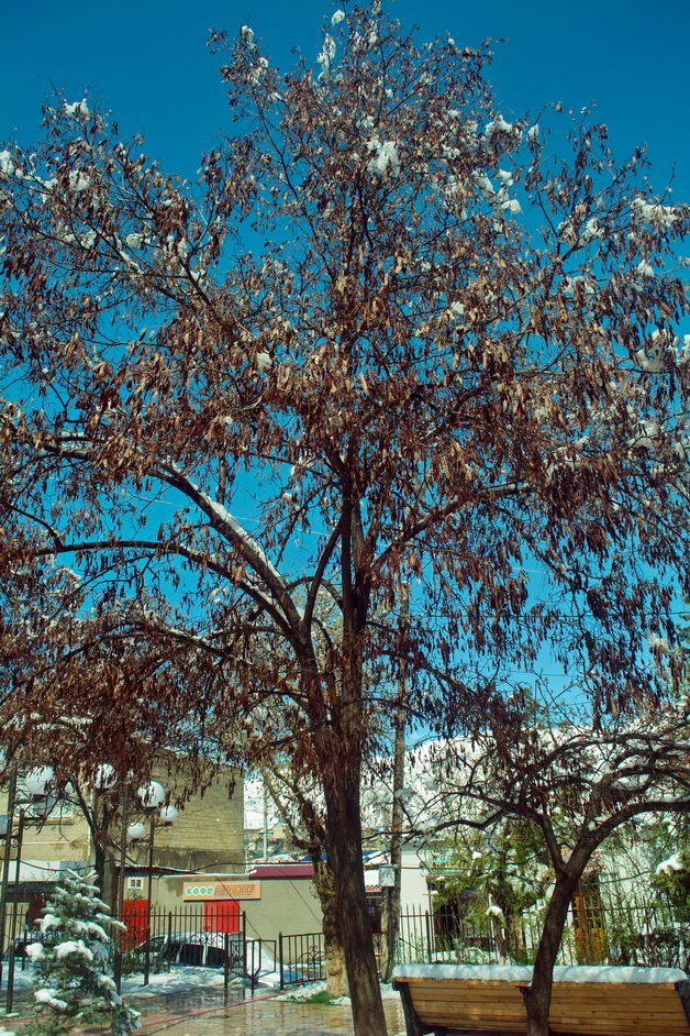 Image of genus Robinia specimen.