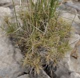 Brachypodium retusum