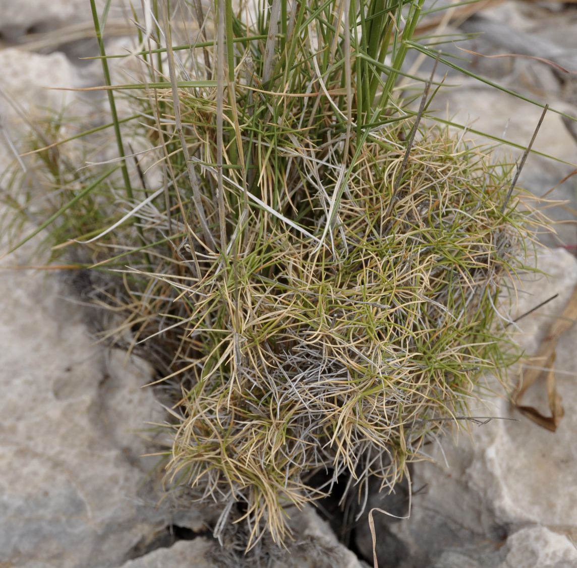 Изображение особи Brachypodium retusum.