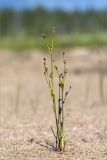 Juncus alpino-articulatus. Цветущее растение. Карелия, восточный берег оз. Топозеро, отделяющая небольшое заболоченное озерцо от Топозера песчаная коса. 19.07.2017.