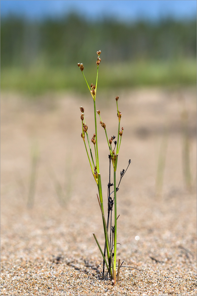 Изображение особи Juncus alpino-articulatus.