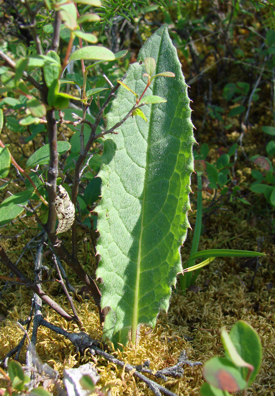 Image of genus Saussurea specimen.