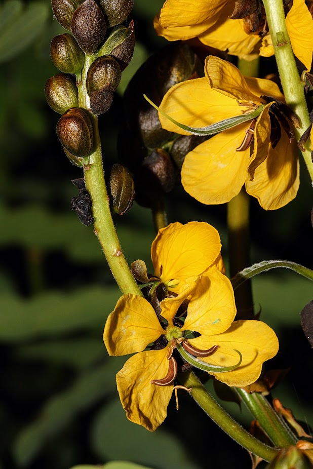 Image of Senna didymobotrya specimen.