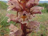 Orobanche callieri. Часть соцветия. Крым, Байдарская долина. 23 мая 2010 г.