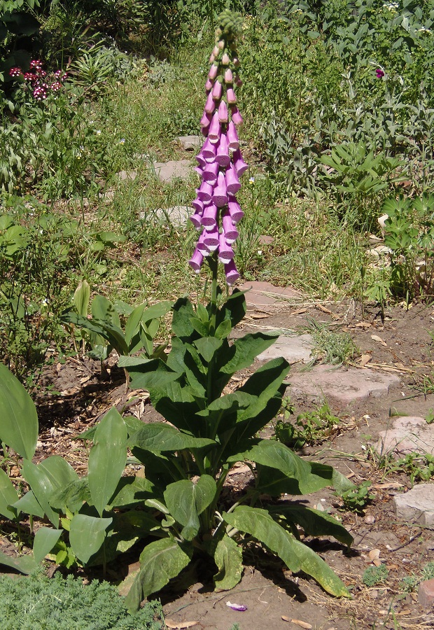 Изображение особи Digitalis purpurea.