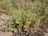 Potentilla argentea