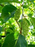 Betula raddeana