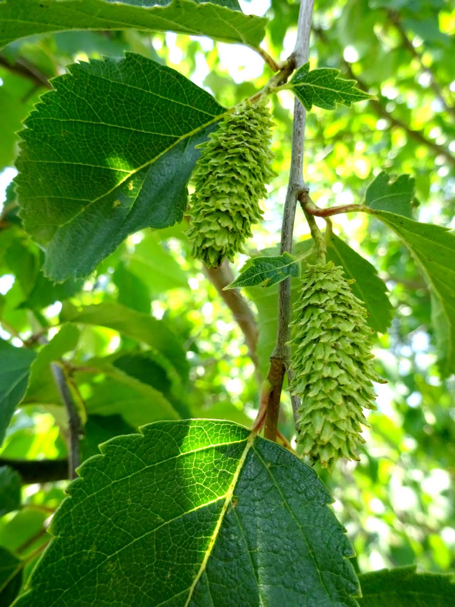 Изображение особи Betula raddeana.