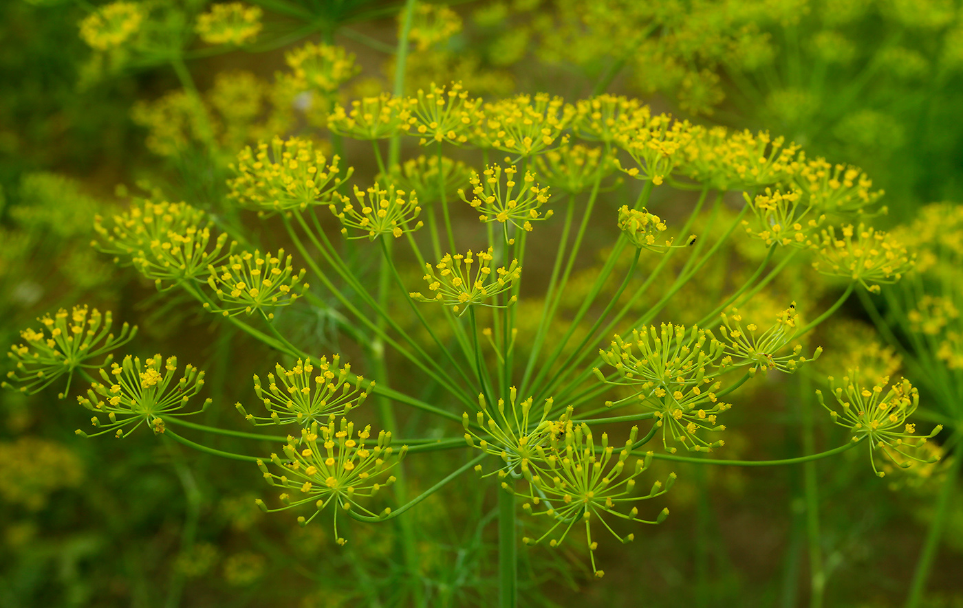 Изображение особи Anethum graveolens.