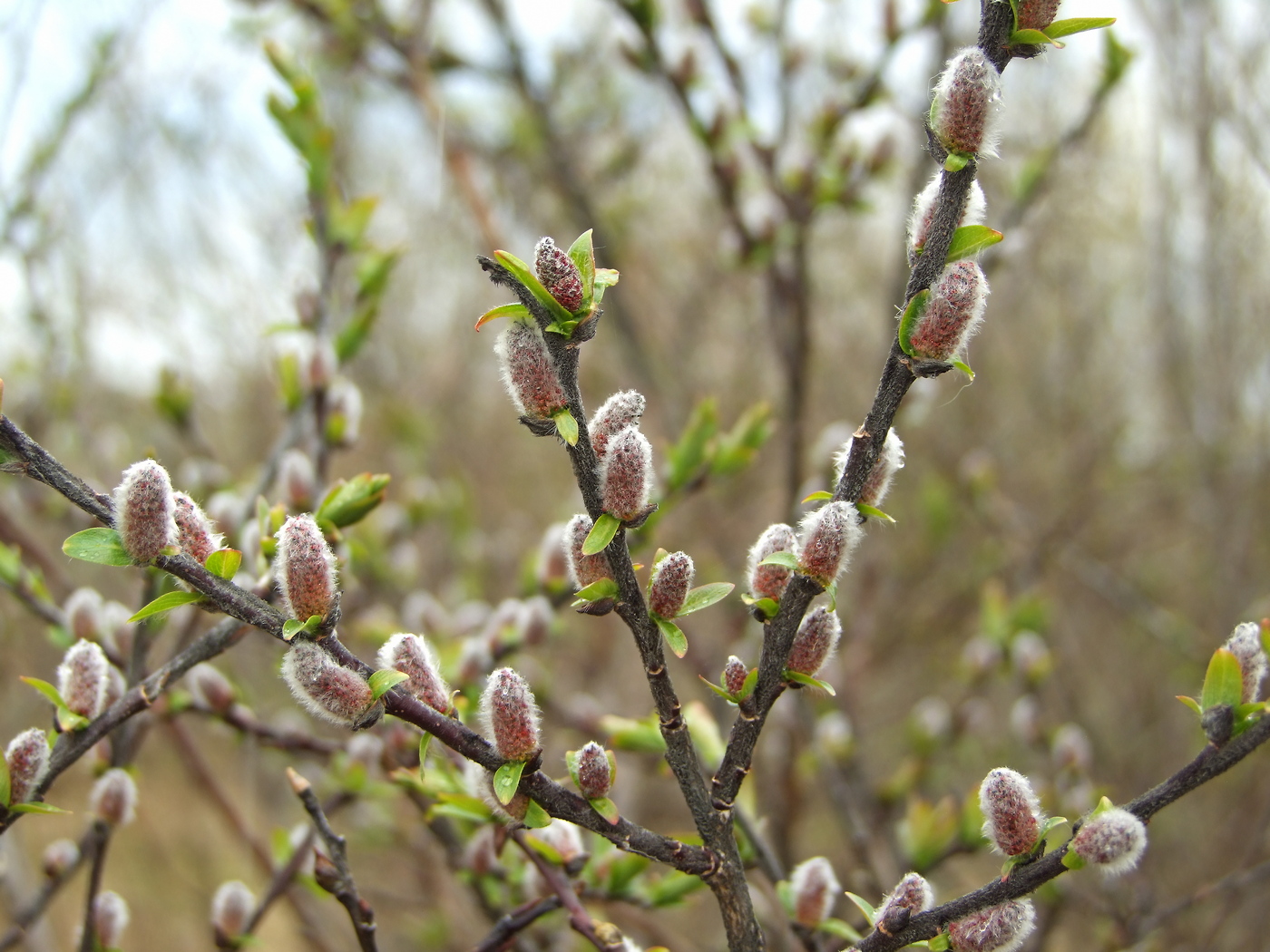 Изображение особи Salix hastata.