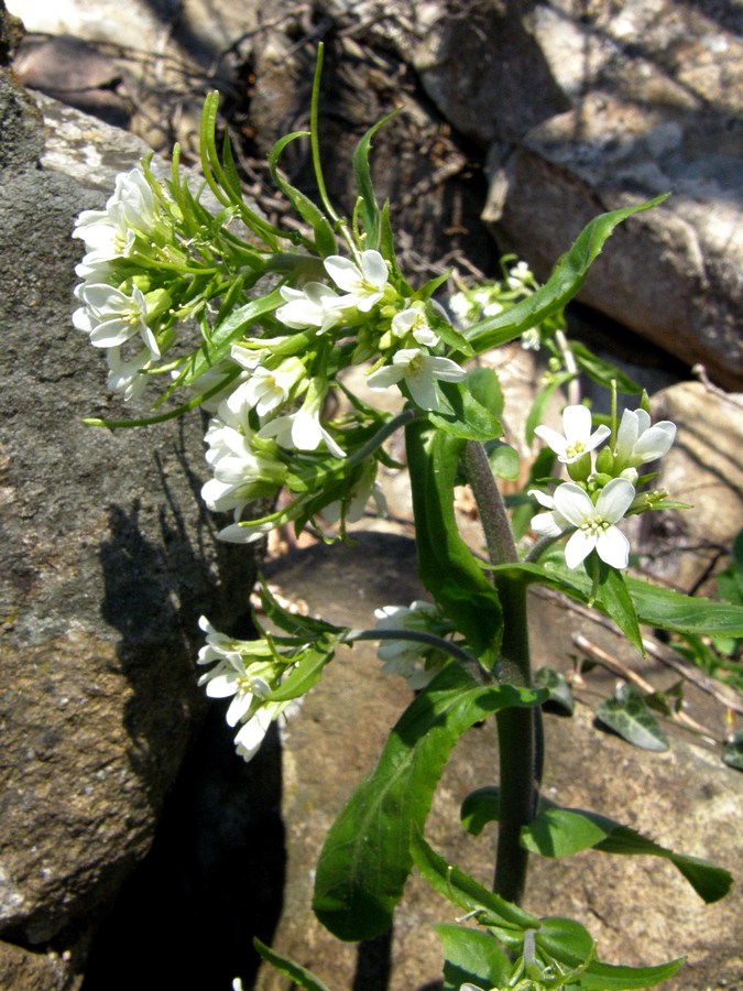 Изображение особи Arabis turrita.