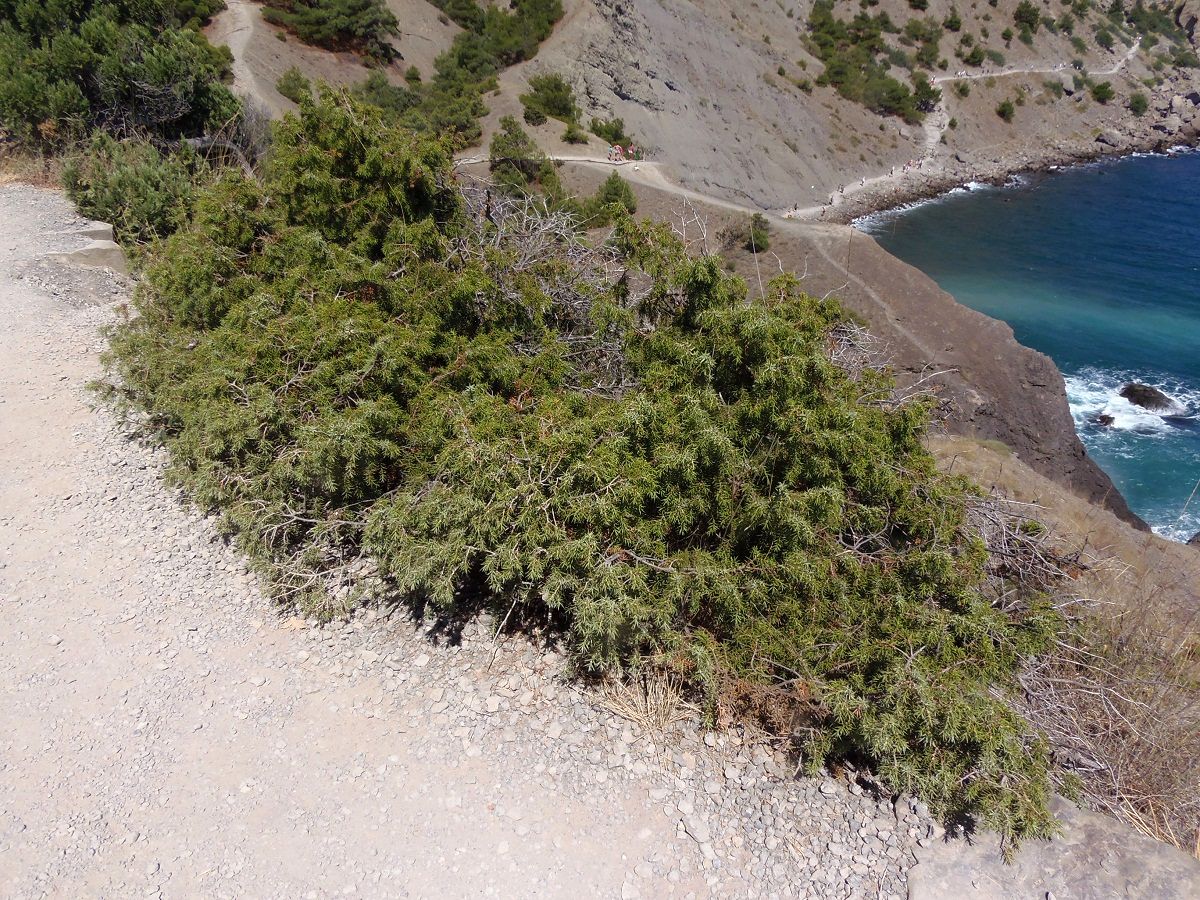 Изображение особи Juniperus deltoides.