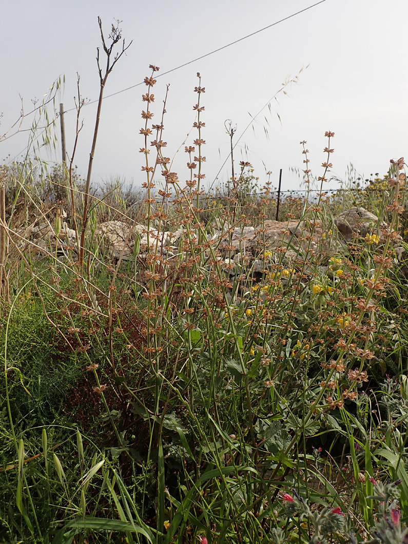 Изображение особи Salvia verbenaca.