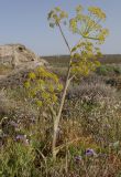 Ferula communis