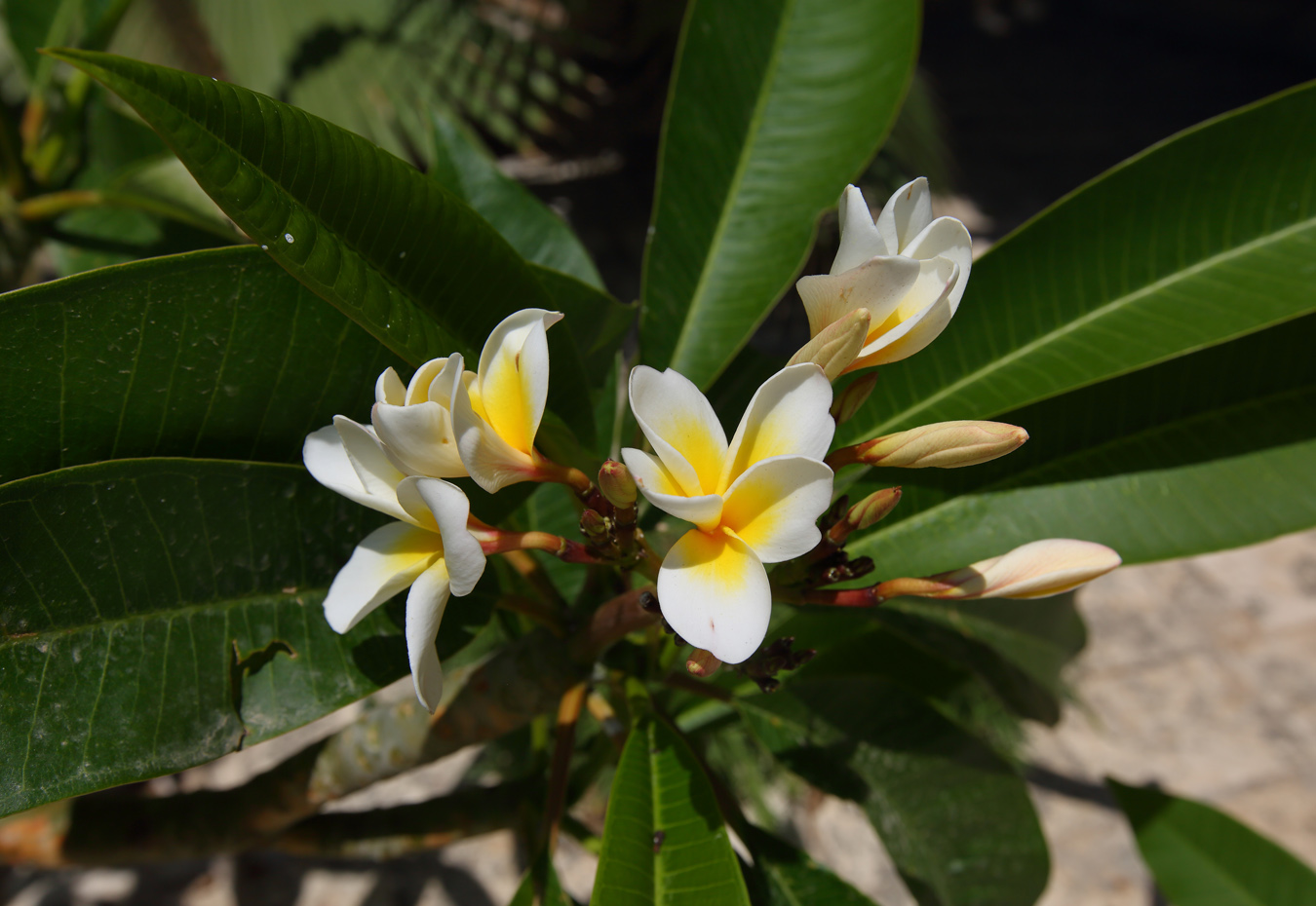 Image of Plumeria rubra var. acutifolia specimen.