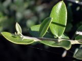 Olea europaea var. sylvestris