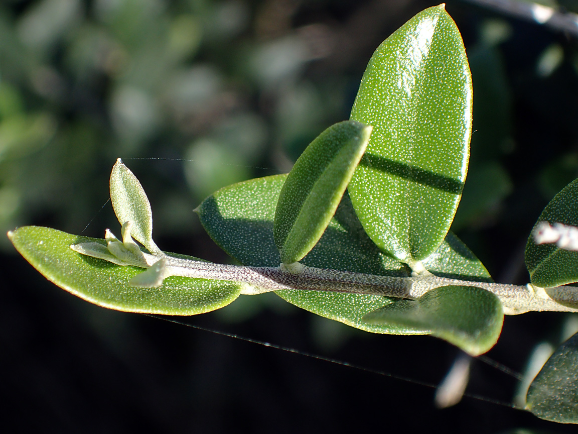 Изображение особи Olea europaea var. sylvestris.