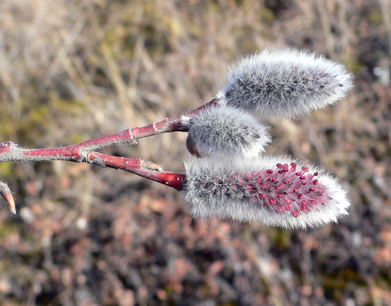 Image of genus Salix specimen.