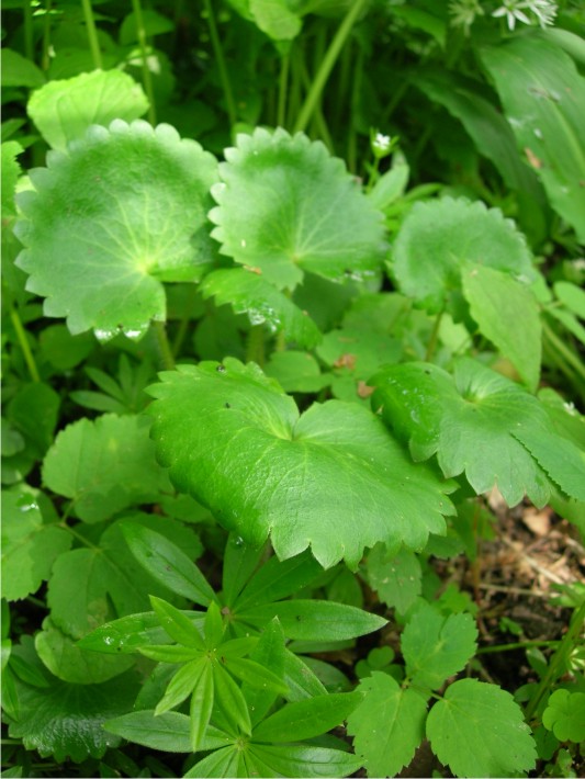 Изображение особи Micranthes manchuriensis.