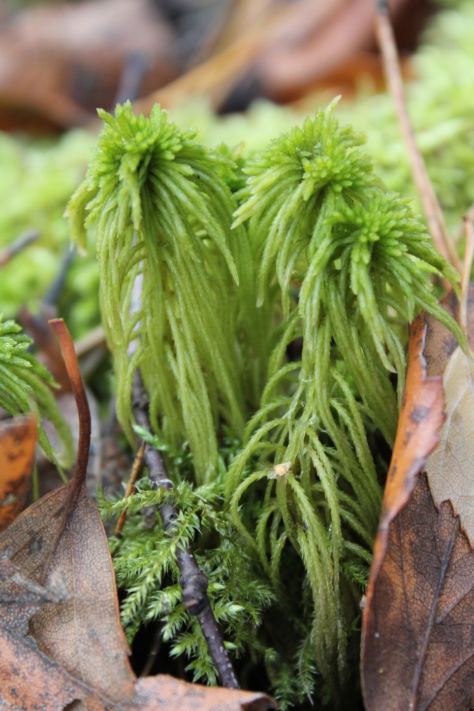 Изображение особи Sphagnum girgensohnii.