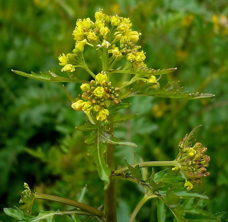 Изображение особи Rorippa palustris.