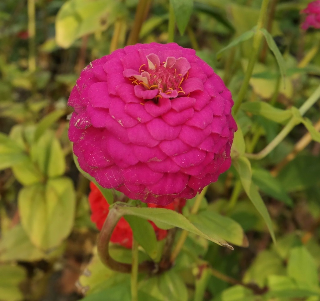 Image of Zinnia elegans specimen.