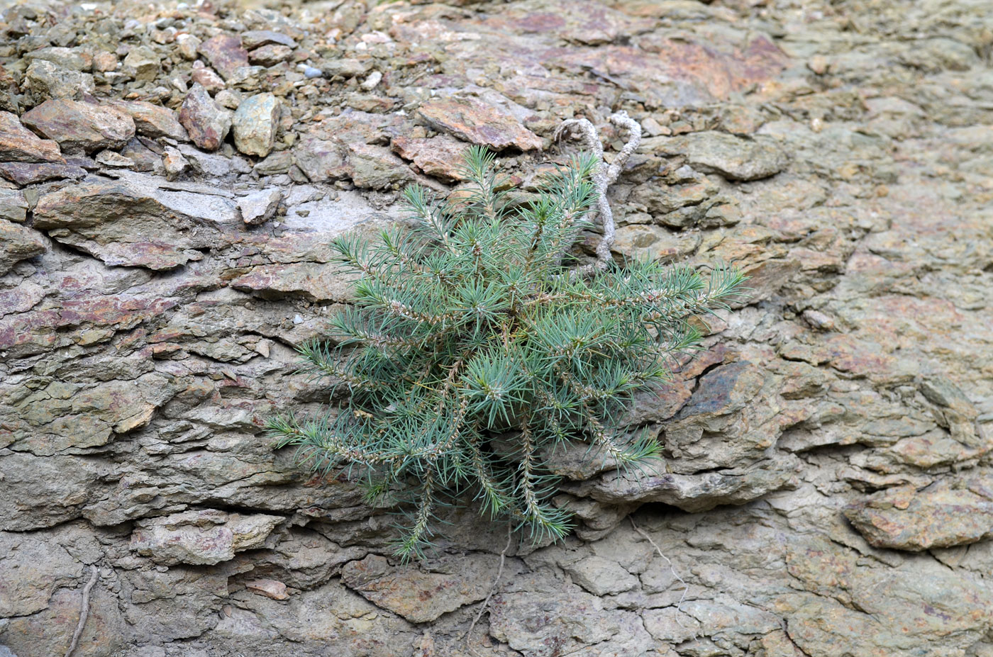 Изображение особи Polycnemum perenne.